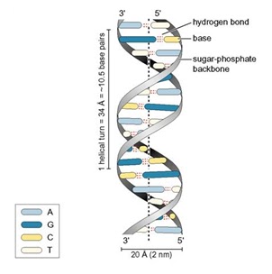 DNA Interactive:The DNA Structure: DNA STRUCTURE
