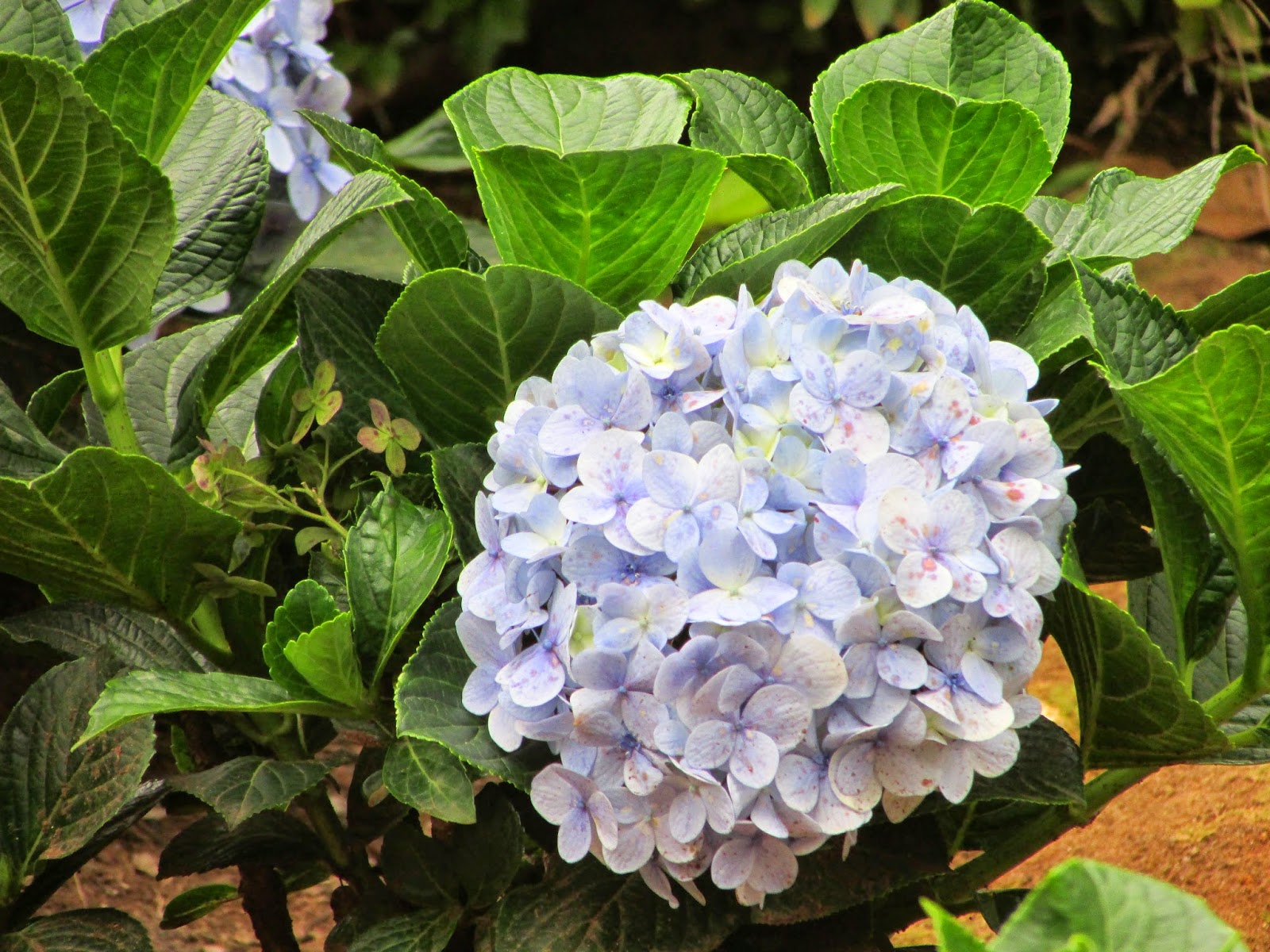 Tamilnadu Tourism Rose Garden, Yercaud