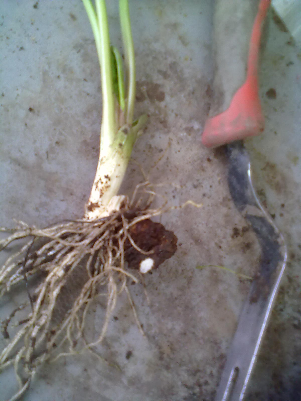 Rachel the Gardener How to remove Arum Lilies.