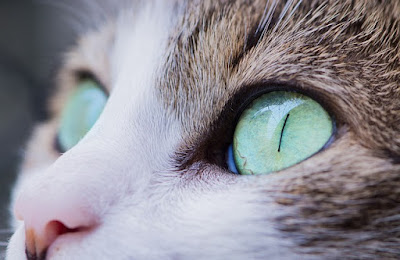 alt="ojos de gato verdes y con la pupila muy dilatada"