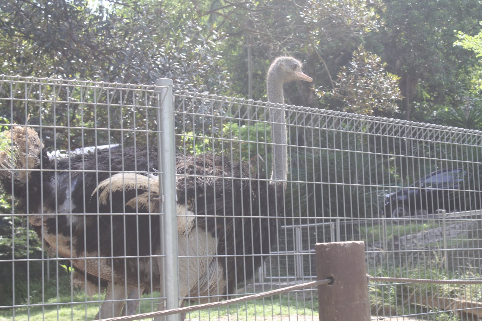 Hidupan Jinak Di Mini Zoo Taman Teruntum Kuantan Pahang