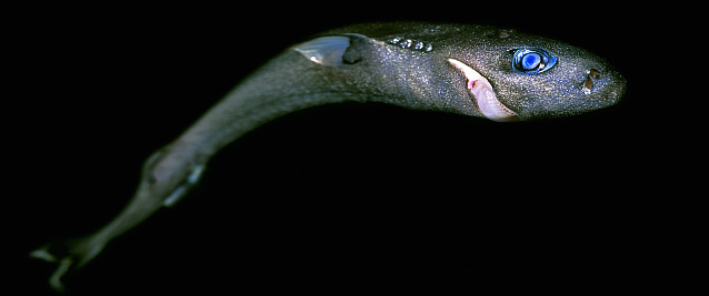 Tubarão Anão (Squaliolus laticaudus) Tubarão Anão (Squaliolus laticaudus)