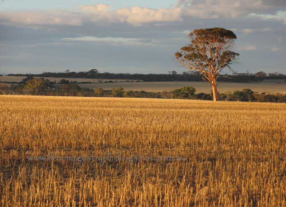 Life Images by Jill: Do you name your farm paddocks?
