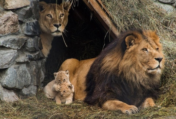 Why do some animals eat their babies Why do some animals eat their babies