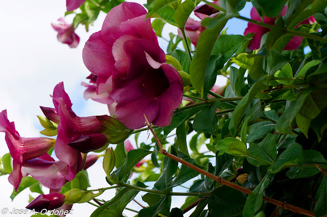 El Jardín de la Barrosa: Algunas plantas y arbustos comunes en la