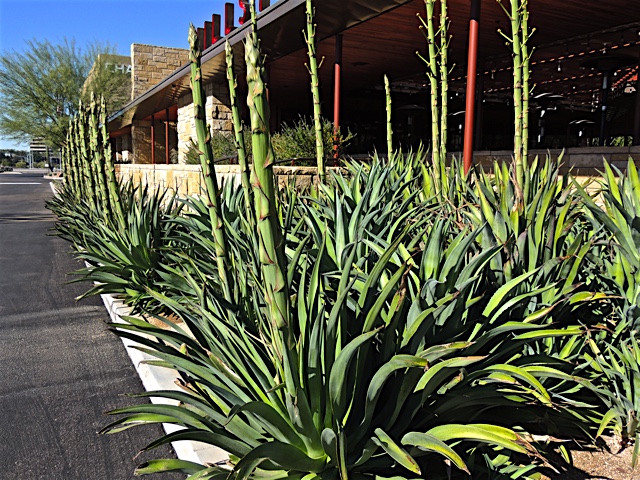 Phoenix Daily Photo: Landscaping with Agave