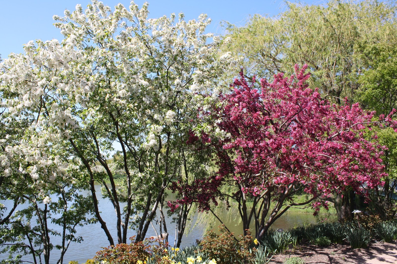 A Little Time and a Keyboard Chicago Botanic Garden in the Spring