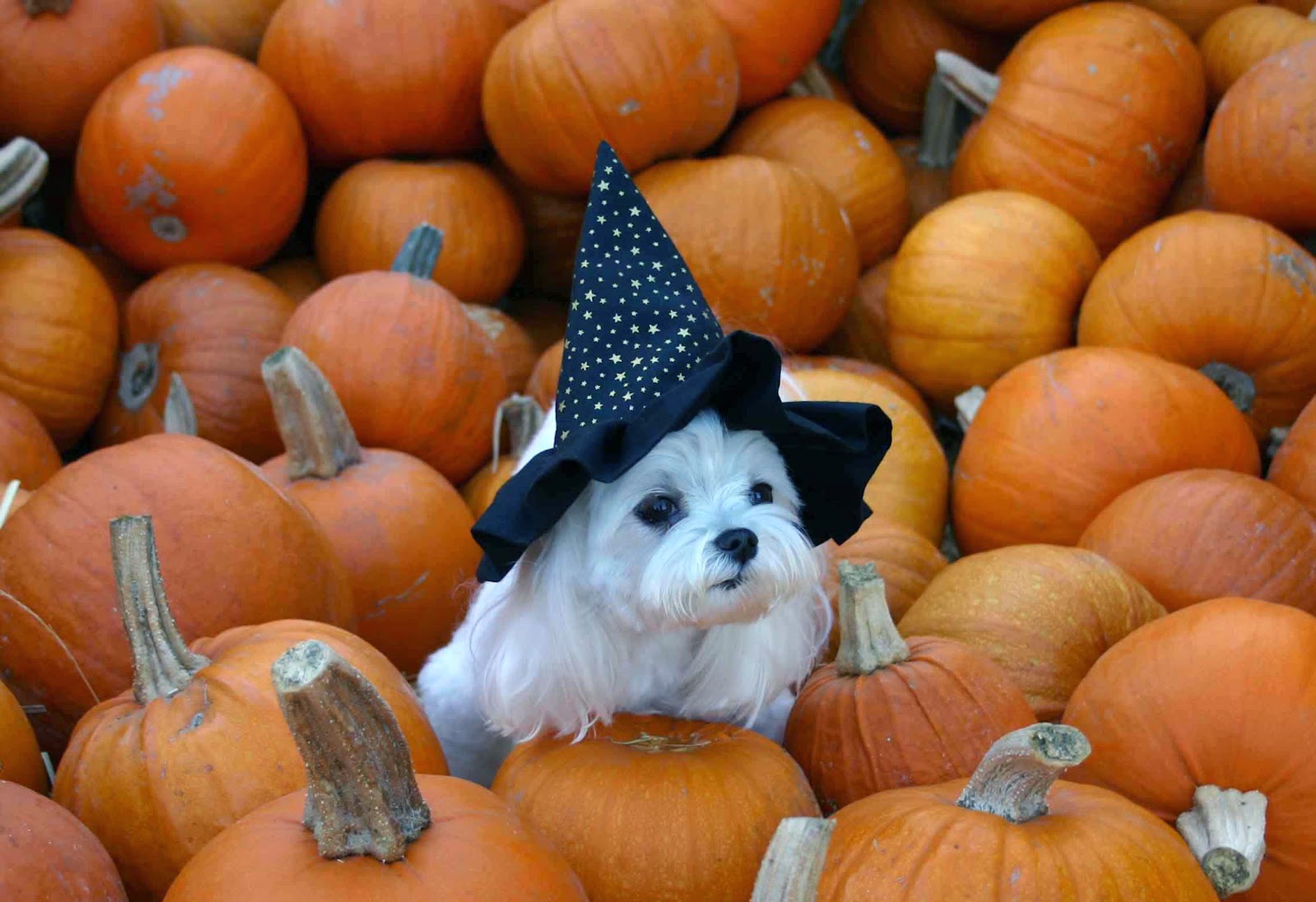 Halloween Animals 