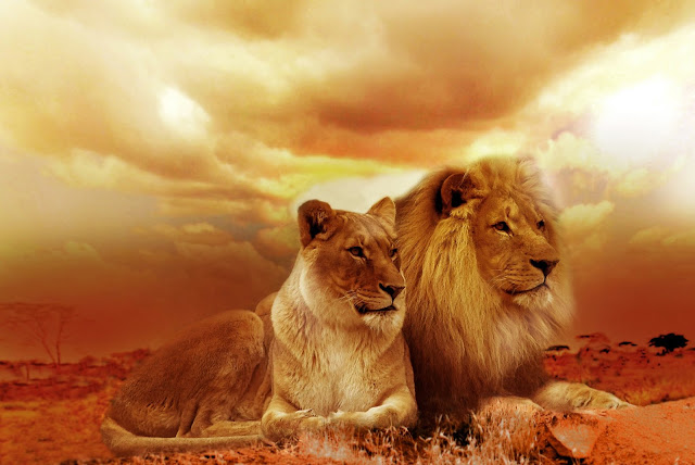 Animals photos Animals photos