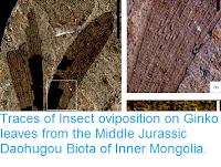 http://sciencythoughts.blogspot.co.uk/2014/05/traces-of-insect-oviposition-on-ginko.html