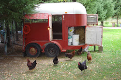 trailer coop trailers livestock horse coops chickens cool purposed re chicken weather farm converted mobile horses diy door front open