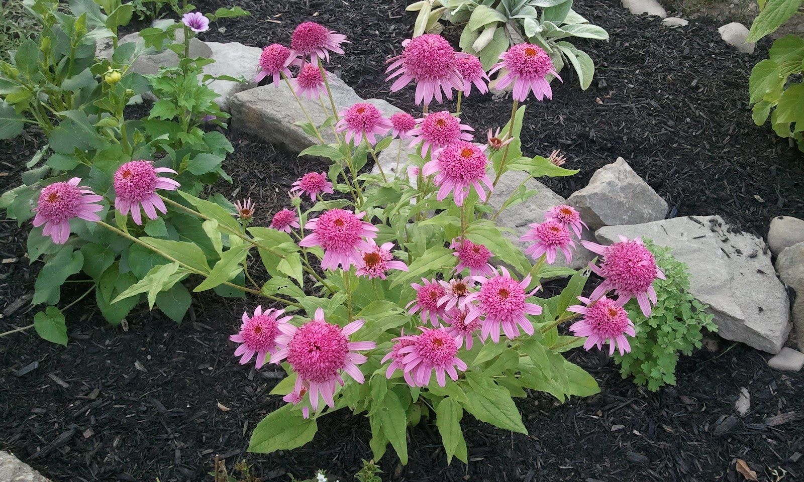 Perennials for Canadian Gardener