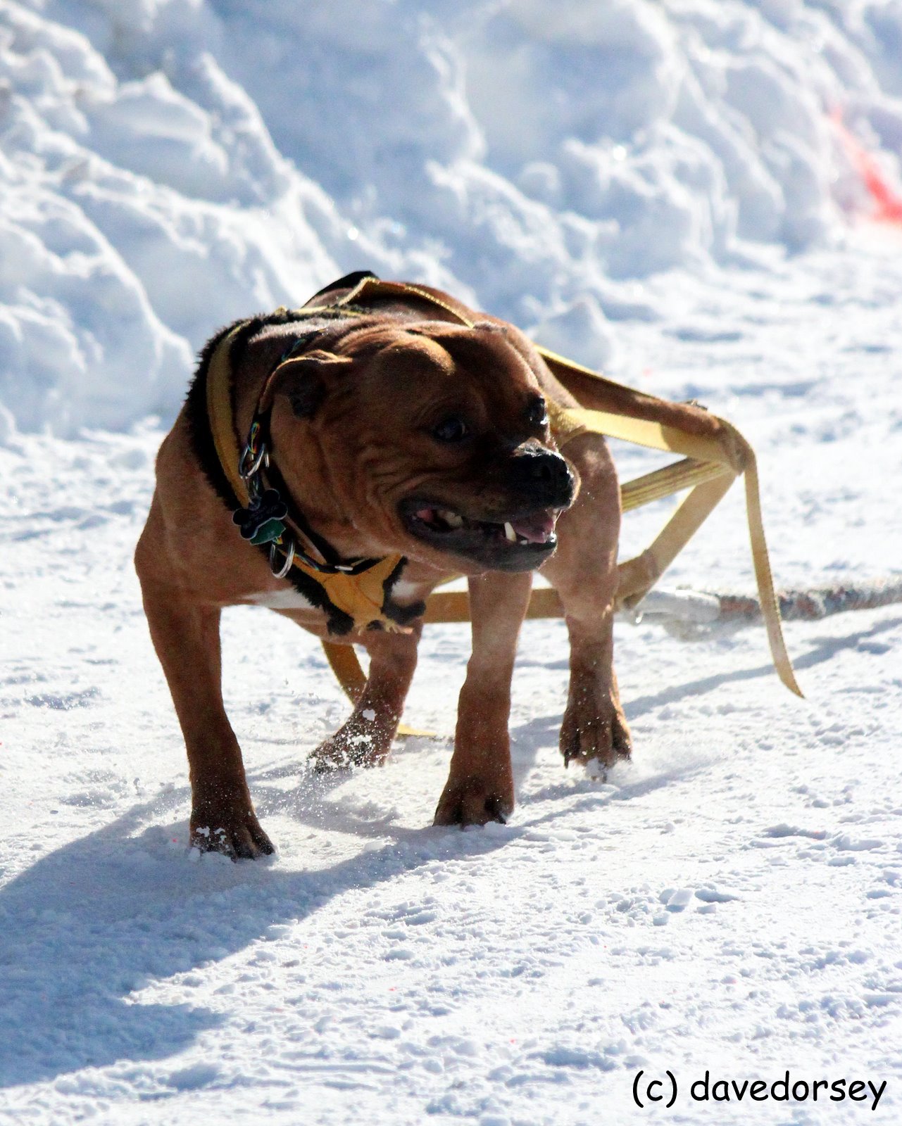 2012 World Championship Dog Weight Pull