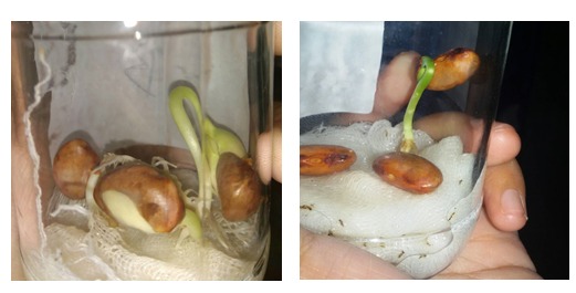 Laporan Praktikum Pengaruh Deterjen Terhadap Perkecambahan