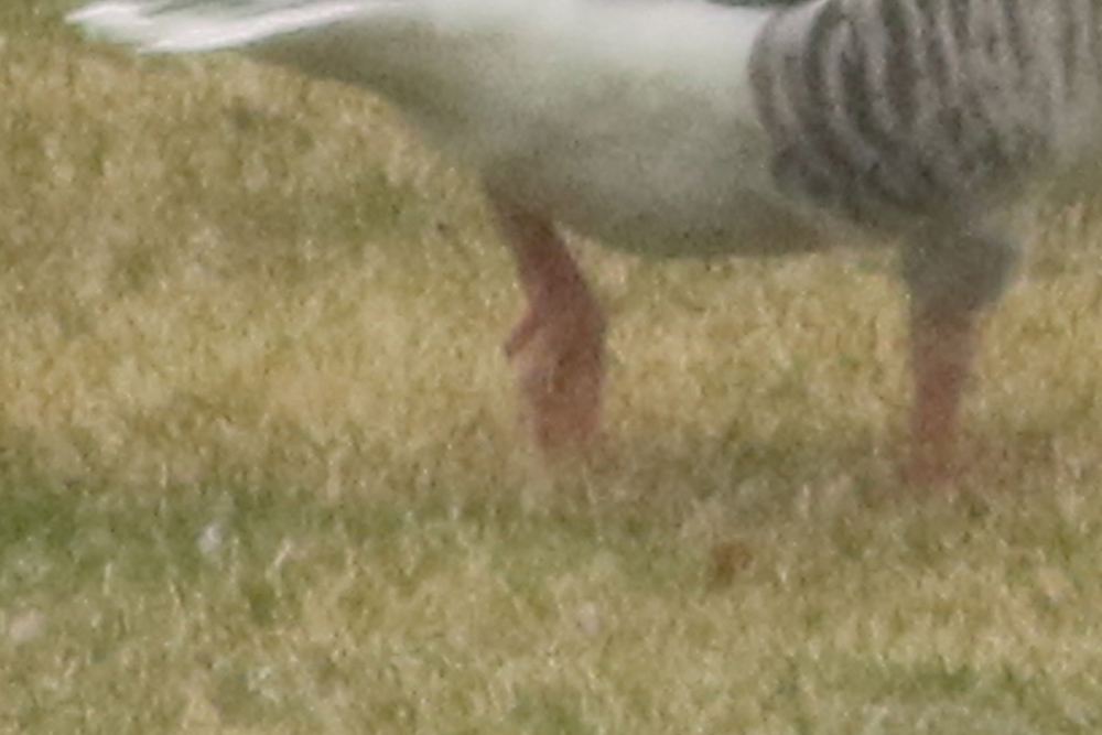 Graylag Goose in Rhode Island