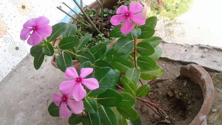  Primo D8s review Camera Sample