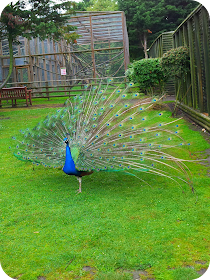 peacock, wingham wildlife park