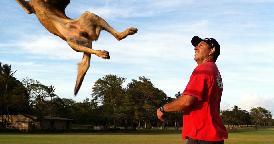 Dog Training Tips Puppy Training Classes and Videos Dog Training And