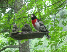 Buster's Feathered Friends:  Mr. Rose-Breasted Grosbeak