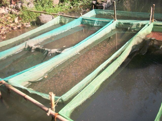 Budidaya Ikan Nila di Jaring Terapung