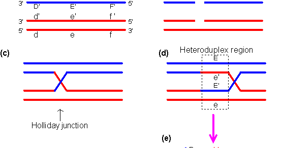 Holliday Model, that explains recombination ~ Biology Exams 4 U
