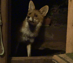 A FOX CAME A VISITING