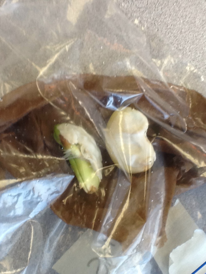Lima Bean Germination Experiment