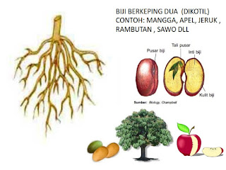 Belajar Cerdas dan Praktis: BAGIAN TUBUH TUMBUHAN DAN ...
