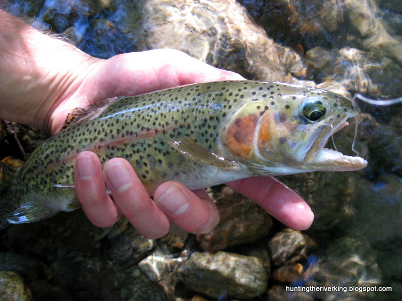 Trout Trout Trout Hunting the River King
