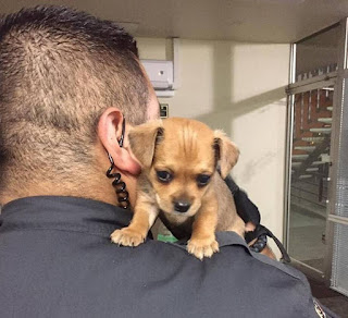 Modesto security officer rescues puppy left in a bag