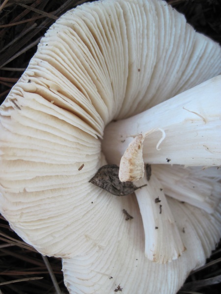 Are Those Mushrooms in Your Yard Edible or Poisonous?