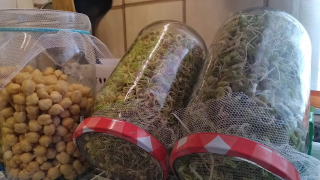 Germinados, soja, lentejas, garbanzos, los superalimentos a examen Germinados, soja, lentejas, garbanzos, los superalimentos a examen