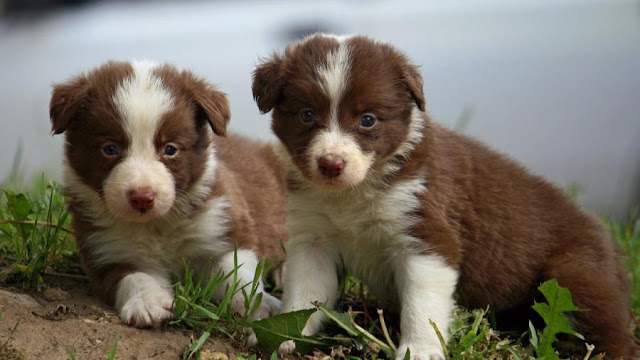 Young Brothers puppies