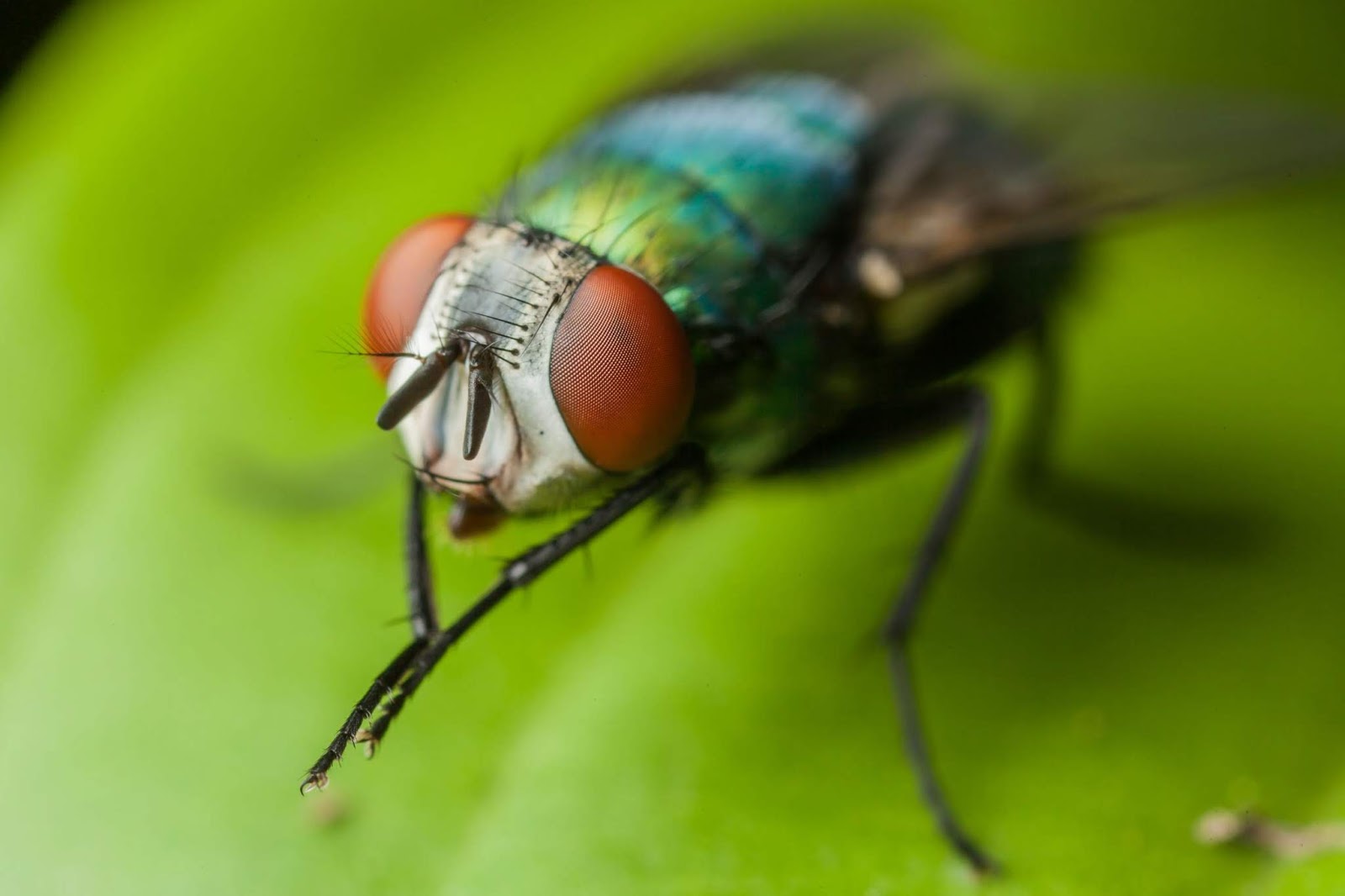 "Why Do" Wednesday Why Do Flies Rub Their Front And Back Limbs Together?