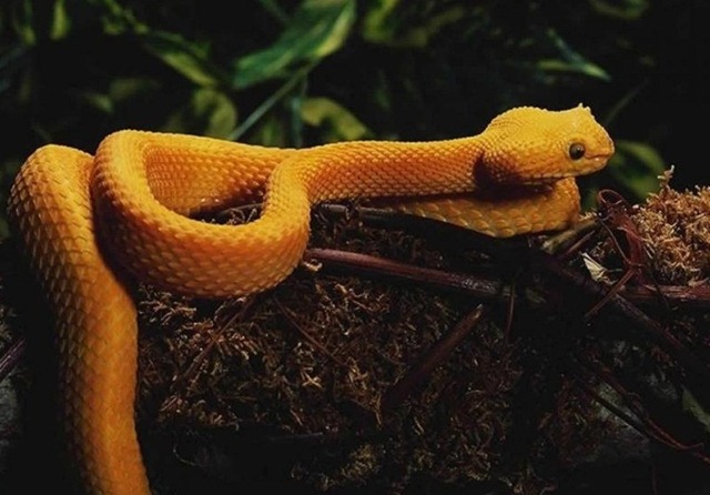 Interesting Collection: Amazing Amazon