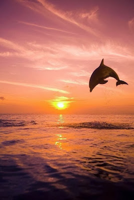 Un delfín saltando sobre el mar, con una puesta de sol al fondo. Ranking de fotos del planeta III