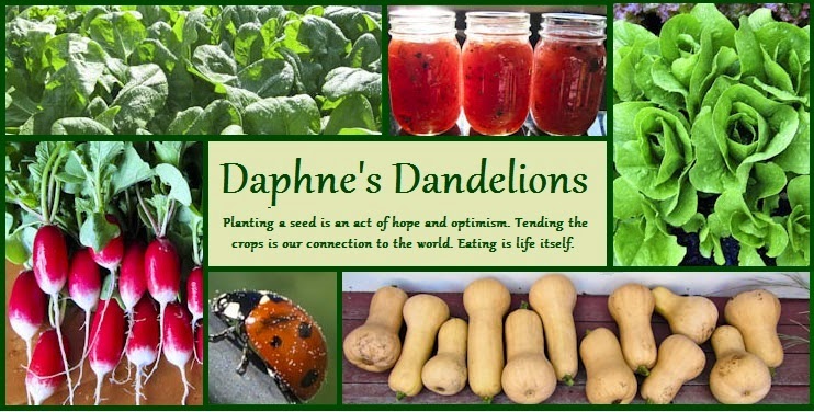 Daphne's Dandelions