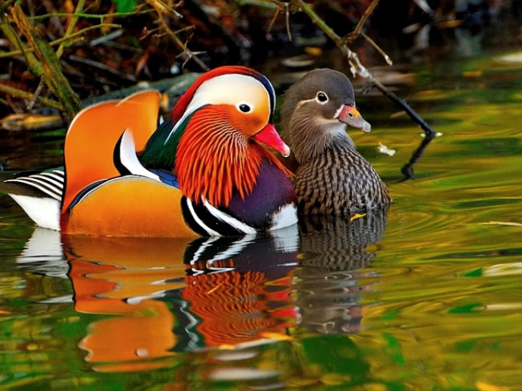 Most_Beautiful_Ducks-pair.jpg