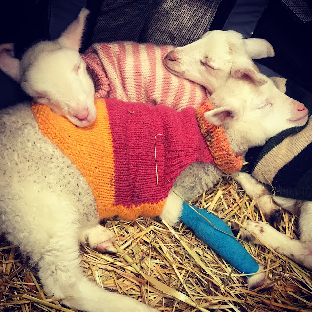 Possum Valley Animal Sanctuary Inc. Septic Arthritis or Joint Ill in