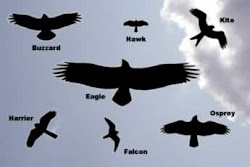 osprey raptor prey birds county silhouettes shape hawkwatch research west migration did posted fall pm