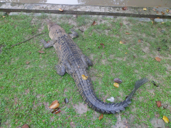 crocodile farming, crocodile farming business, commercial crocodile farming, commercial crocodile farming business