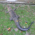 Crocodile Farming