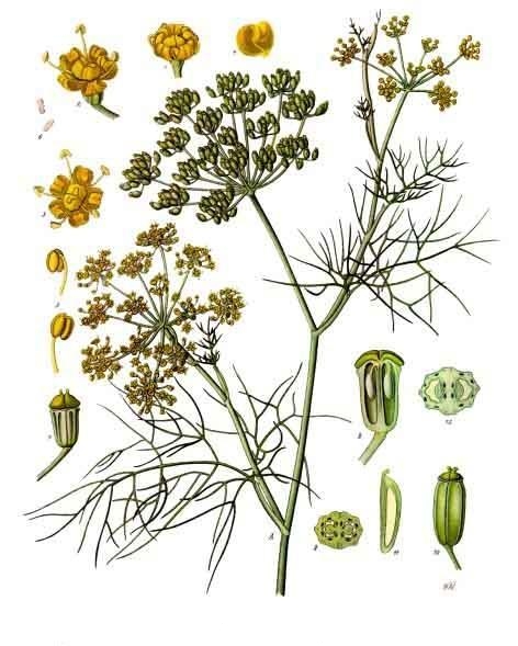 Fennel (Foeniculum vulgare) illustration