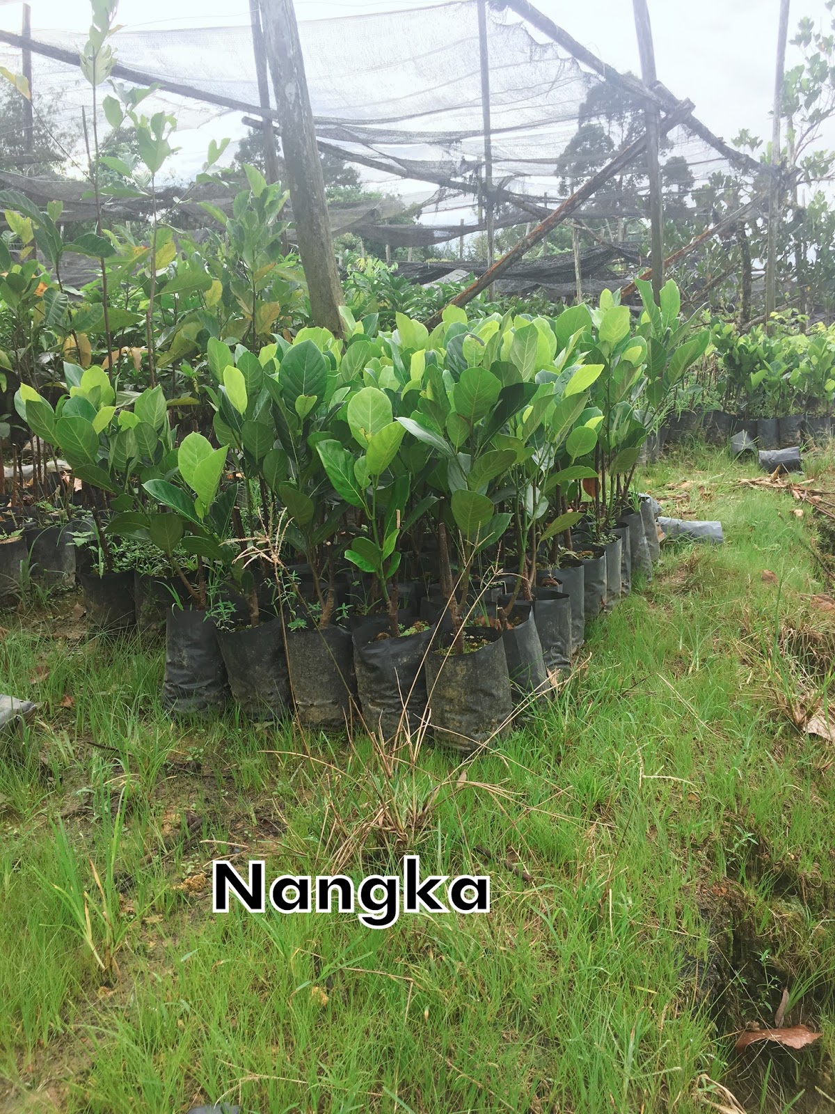 Nyan Mei Nursery (Fruit Trees) The benefit of jackfruit 菠萝蜜的好处