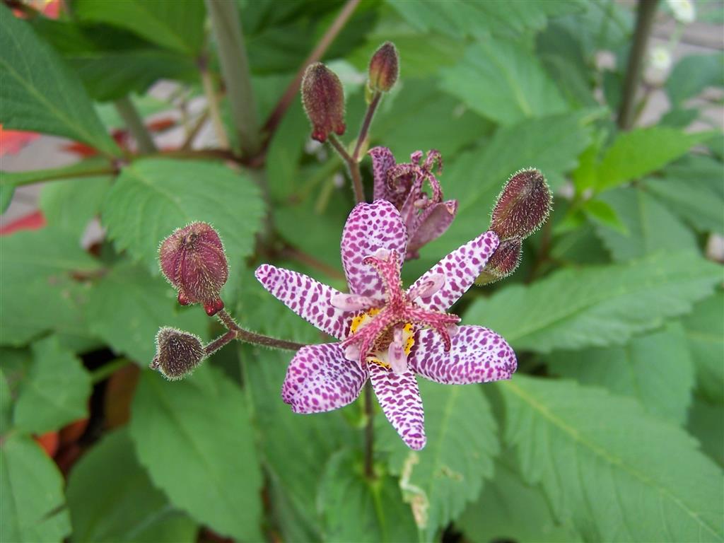 Perennial Passion 09/01/2013 10/01/2013