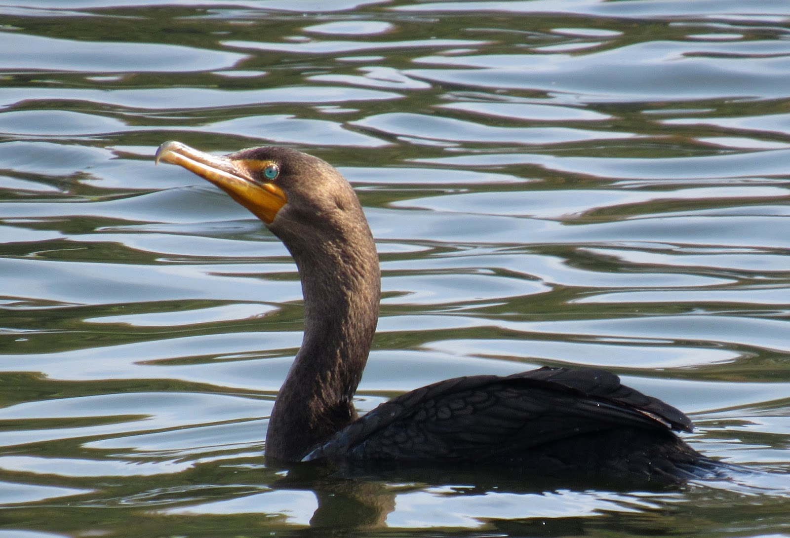 Doublecrested Cormorants Visit CSU Stanislaus