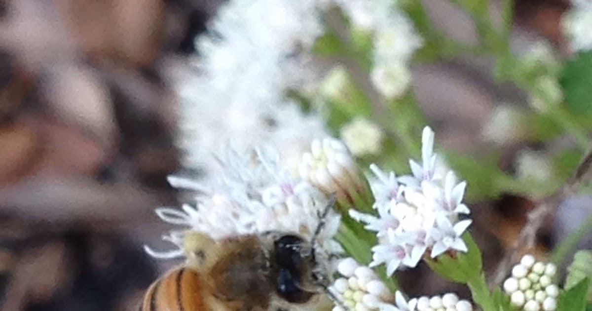 Window on a Texas Wildscape Pollen baskets by color
