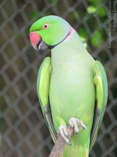 Parrot in Safari Park