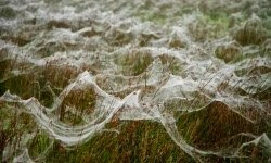 Serem! Ada Hujan Laba-laba di Dunia Nyata Serem! Ada Hujan Laba-laba di Dunia Nyata