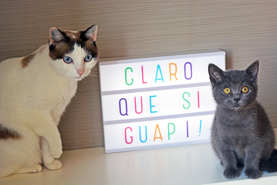 Blog gatos Los ronroneos de Mini